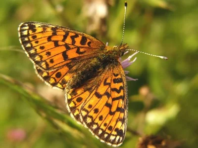 Boloria (Clossiana) selene