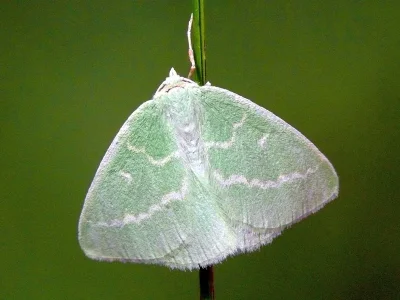 Thetidia (Antonechloris) smaragdaria