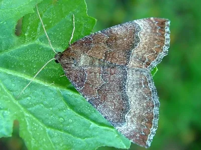 Larentia clavaria