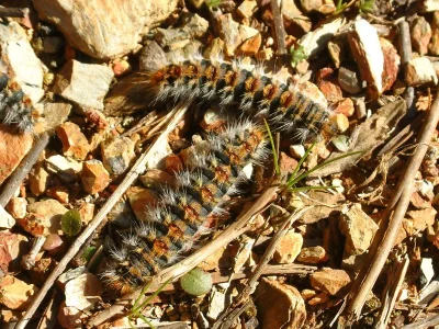 Thaumetopoea pityocampa