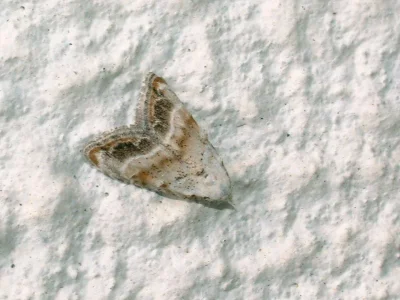 Nola (Nola) chlamitulalis