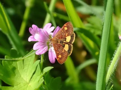 Pyrausta aurata