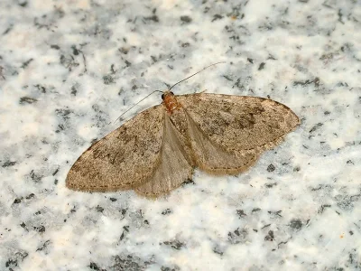 Nebula ibericata