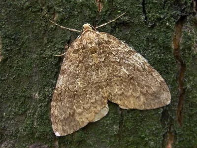 Epirrita dilutata