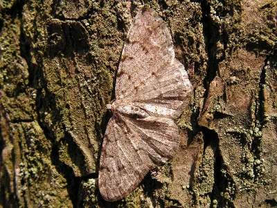 Aethalura punctulata