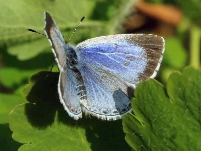 Celastrina (Celastrina) argiolus