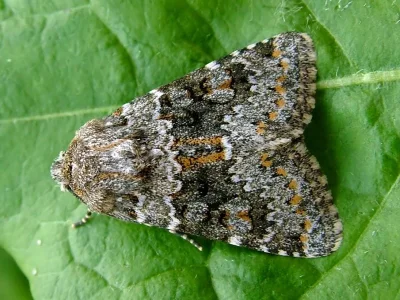 Hecatera dysodea