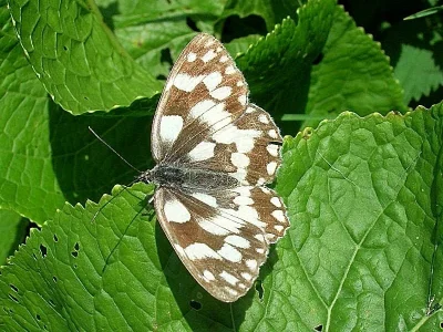 Melanargia (Melanargia) galathea