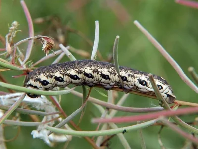 Proserpinus proserpina