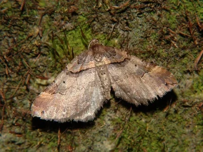 Earophila badiata