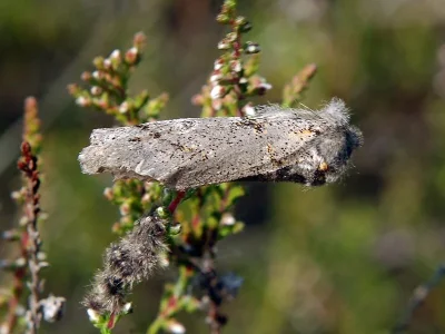Gynaephora (Dicallomera) fascelina