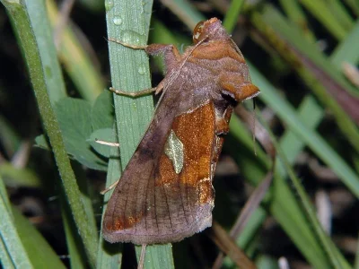 Autographa bractea