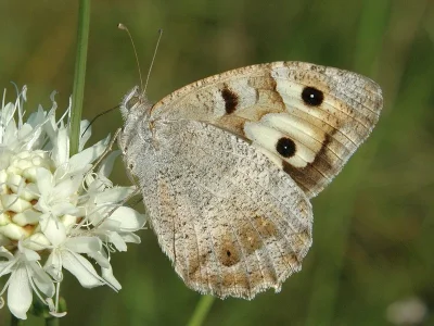 Chazara (Chazara) briseis