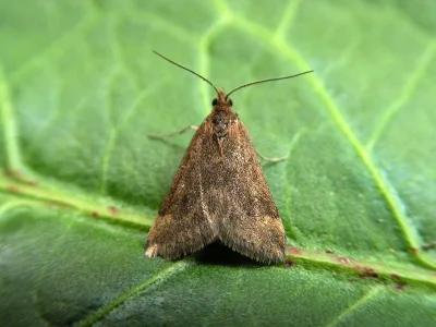 Pyrausta despicata
