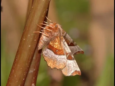 Selenia tetralunaria