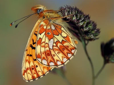 Boloria (Clossiana) euphrosyne