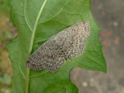 Cyclophora (Cyclophora) pendularia