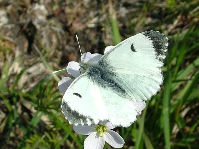 Anthocharis (Anthocharis) cardamines