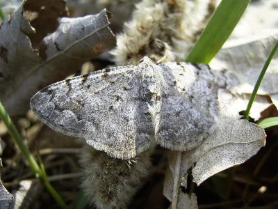 Aethalura punctulata