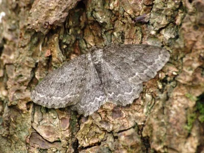 Ectropis crepuscularia