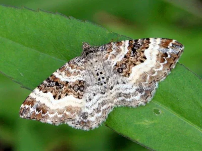 Epirrhoe alternata