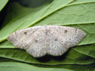 Cyclophora (Cyclophora) albipunctata