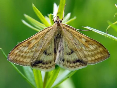 Sitochroa verticalis
