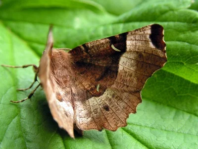 Selenia tetralunaria
