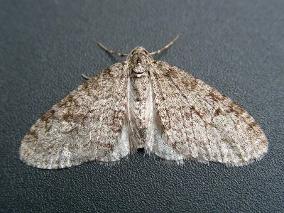 Trichopteryx carpinata