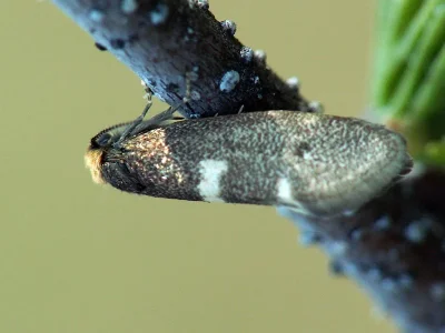 Incurvaria oehlmanniella
