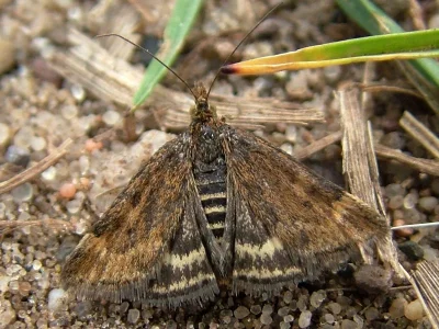 Pyrausta despicata