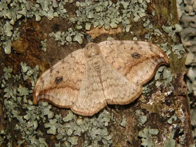 Drepana falcataria