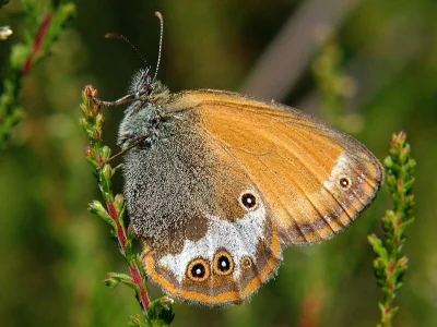 Coenonympha arcania