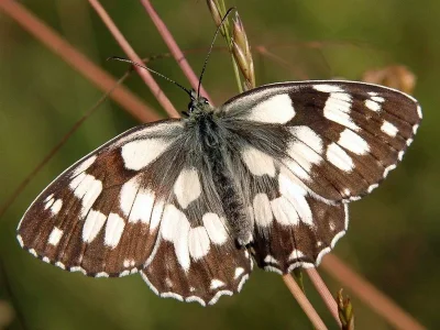 Melanargia (Melanargia) galathea