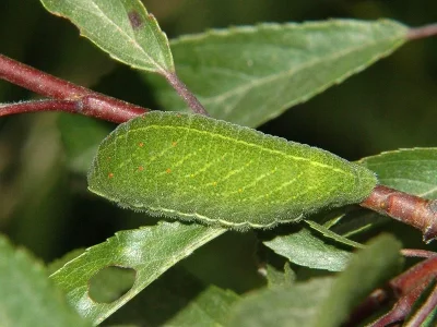Iphiclides podalirius