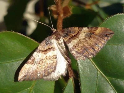 Earophila badiata