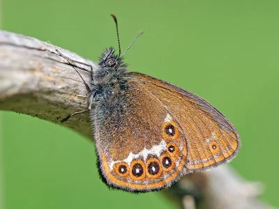 Coenonympha hero
