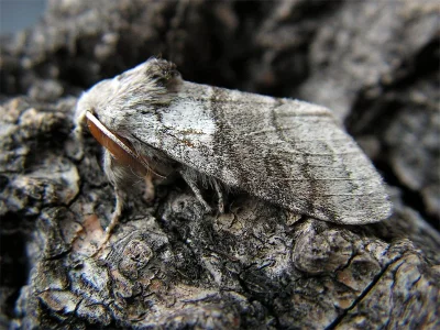 Calliteara pudibunda