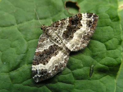 Epirrhoe alternata