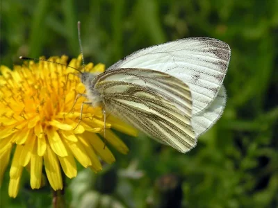 Pieris (Artogeia) napi