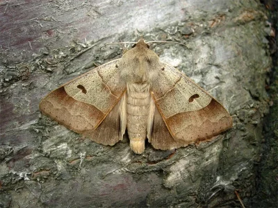 Minucia lunaris