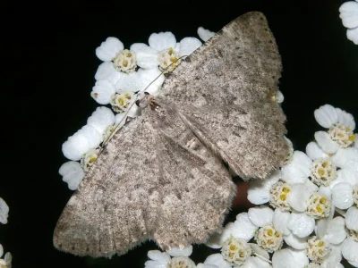 Charissa (Costignophos) pullata