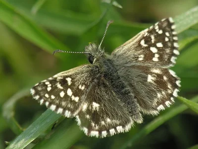 Pyrgus malvae