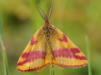 Lythria cruentaria