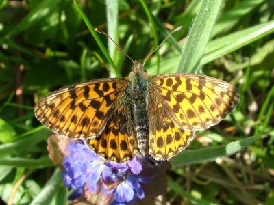 Boloria (Clossiana) dia