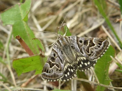 Euclidia (Callistege) mi
