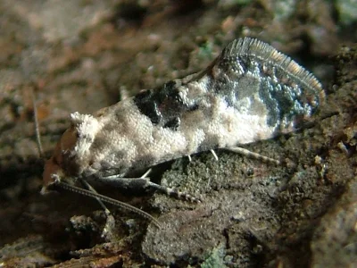 Pontoturania posterana