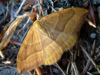 Watsonalla cultraria