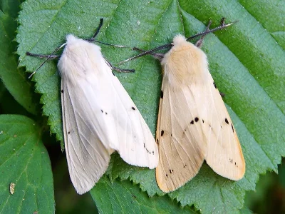 Spilarctia (Spilarctia) lutea