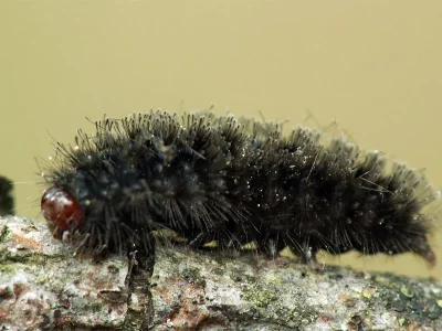 Amata (Syntomis) phegea